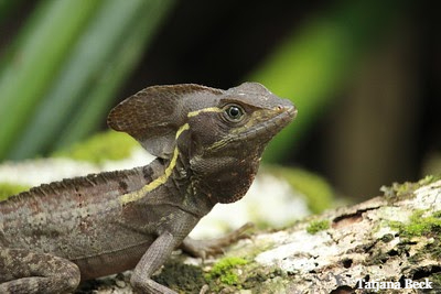 basilisk lizard