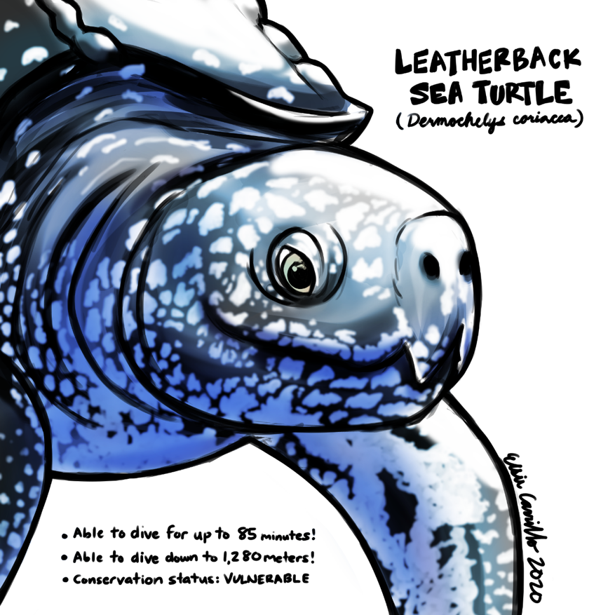elsie-leatherback.png