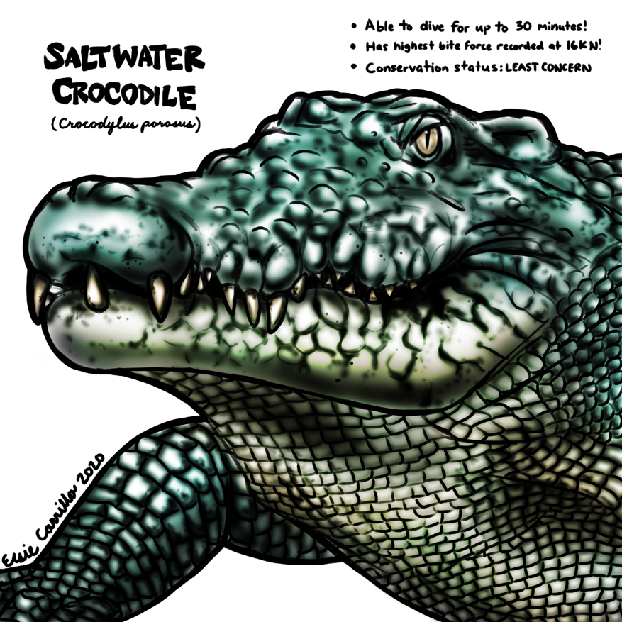elsie-saltwater-croc.png