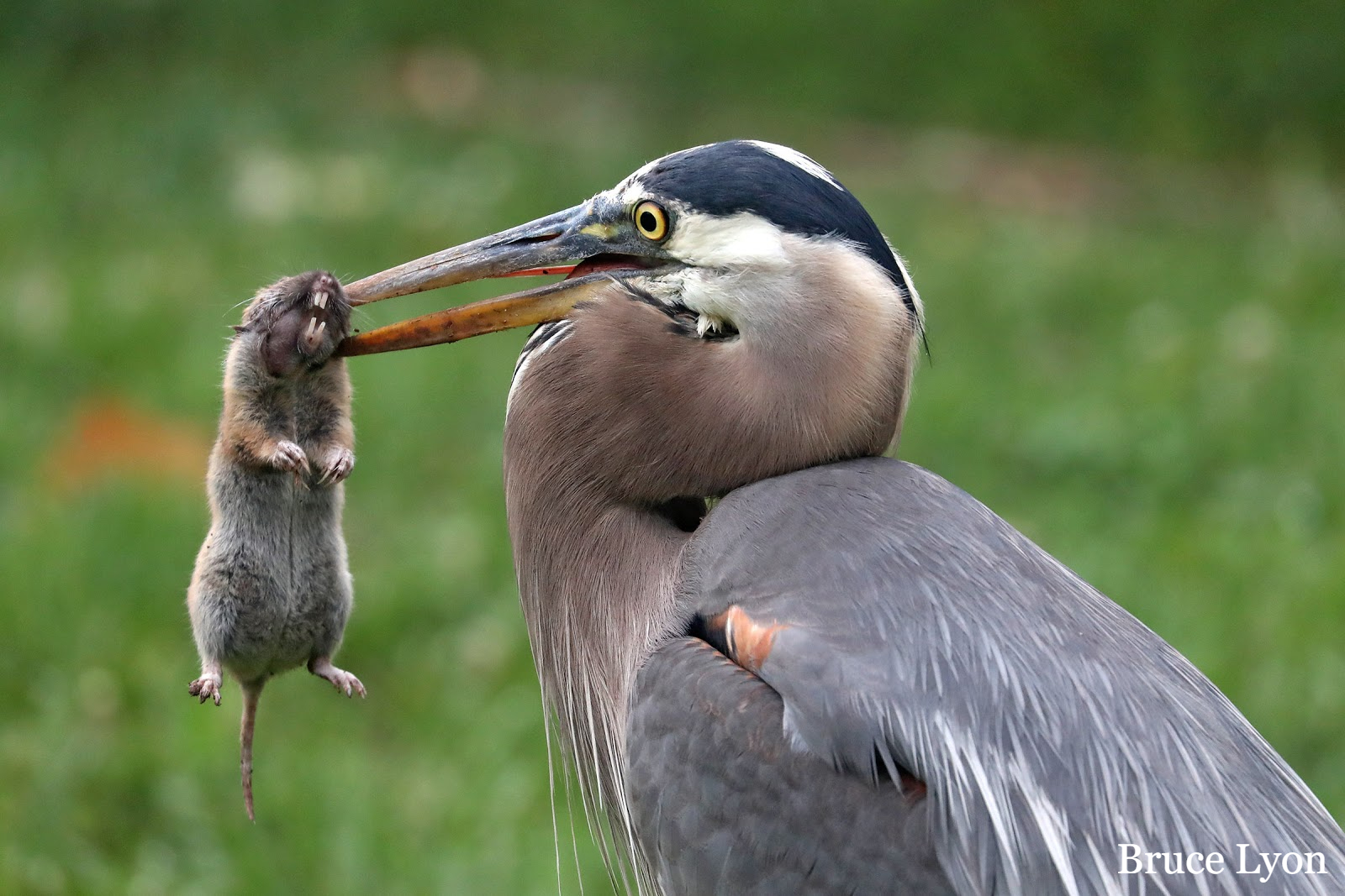 great blue heron eating a vole