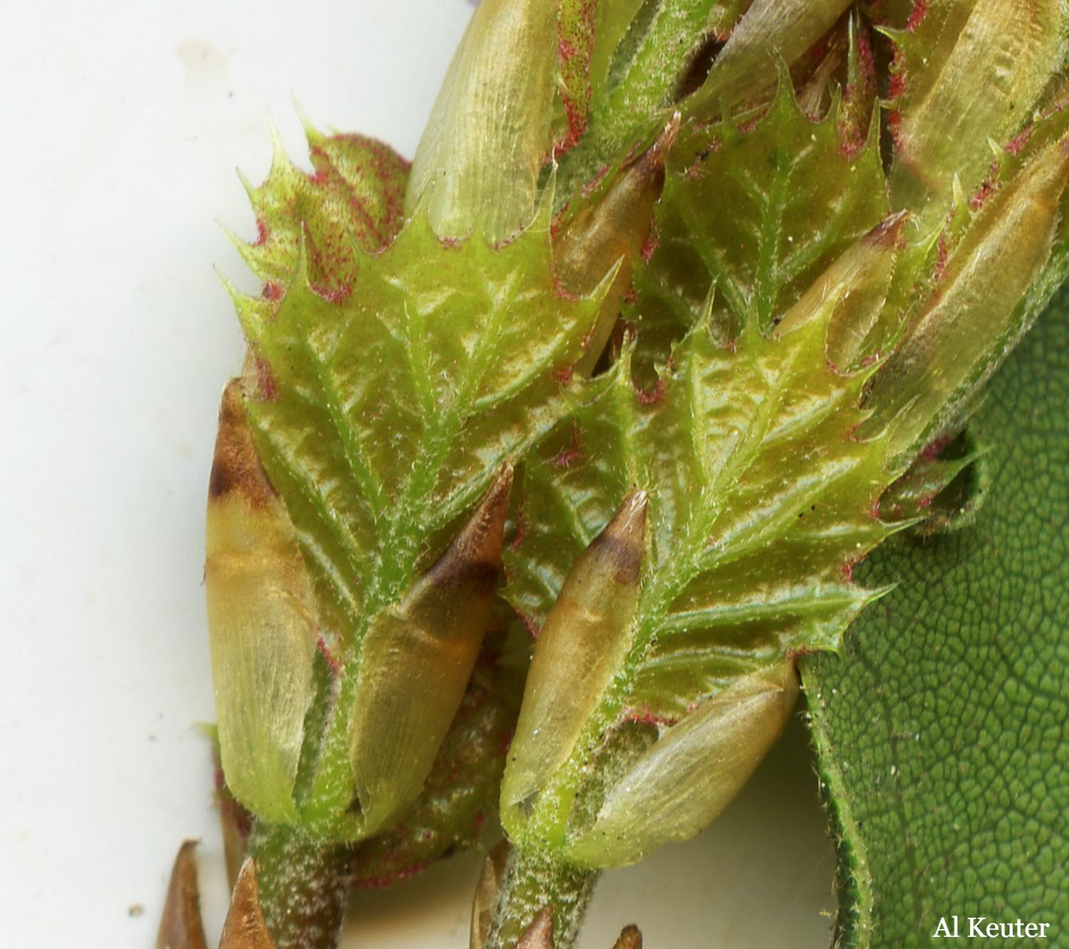 oak leaves forming