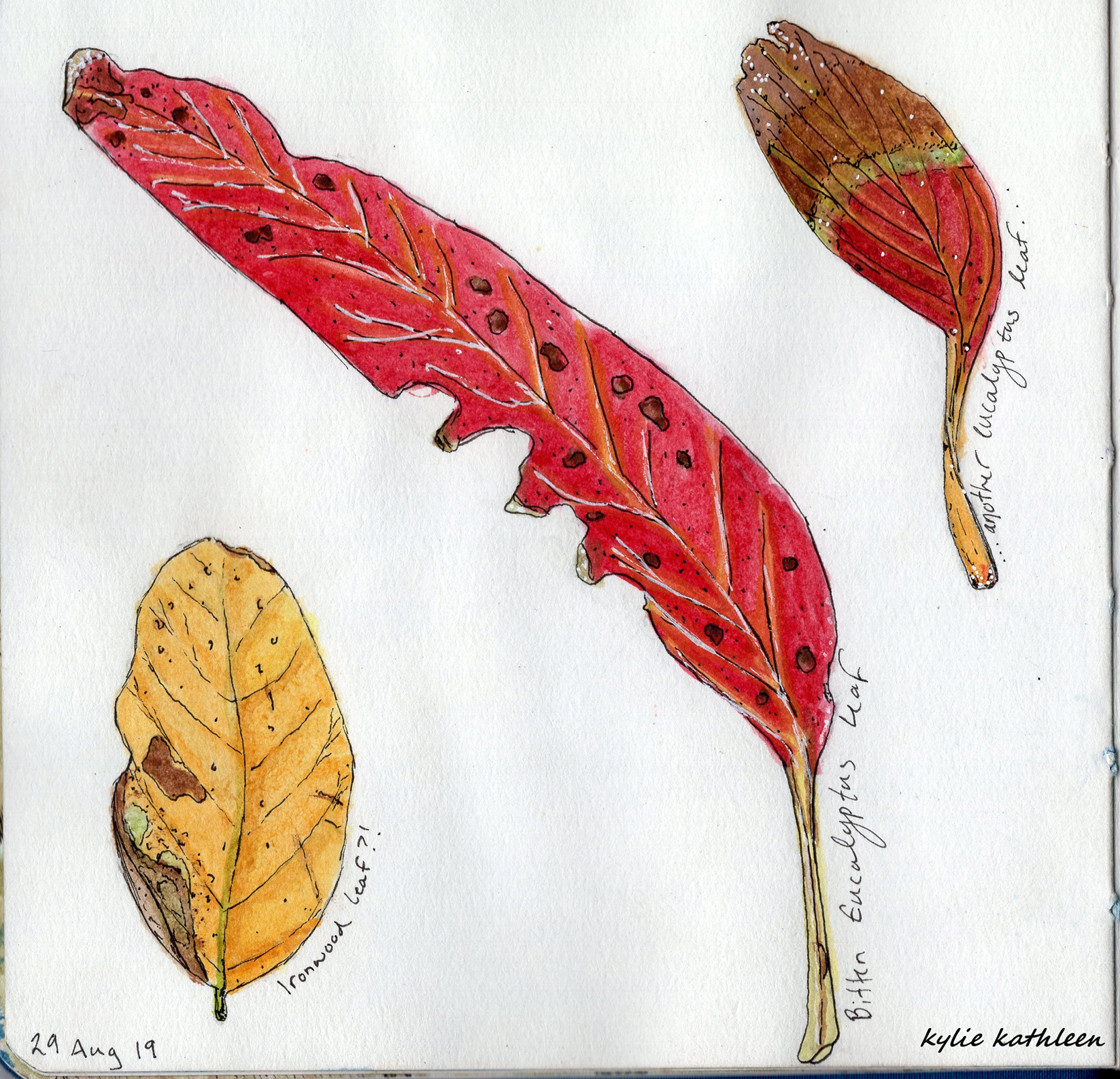 drawings of red leaves