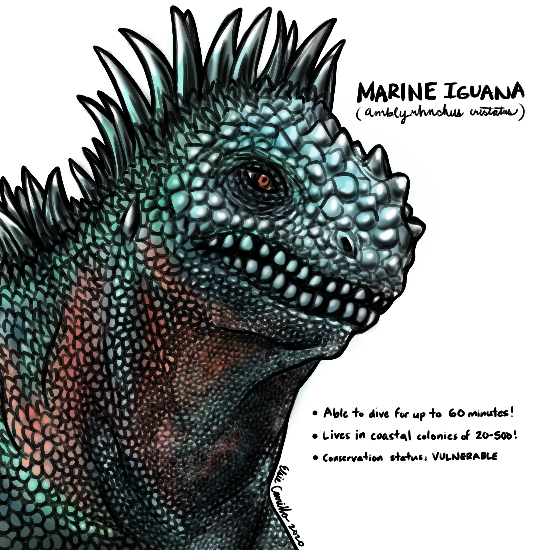marine-iguana-drawing.png