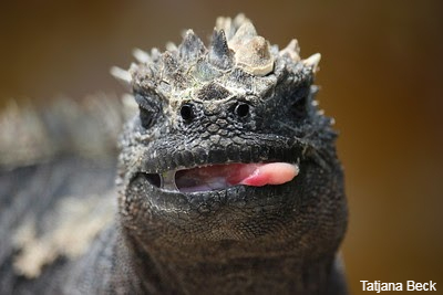 marine iguana sticking out its tongue