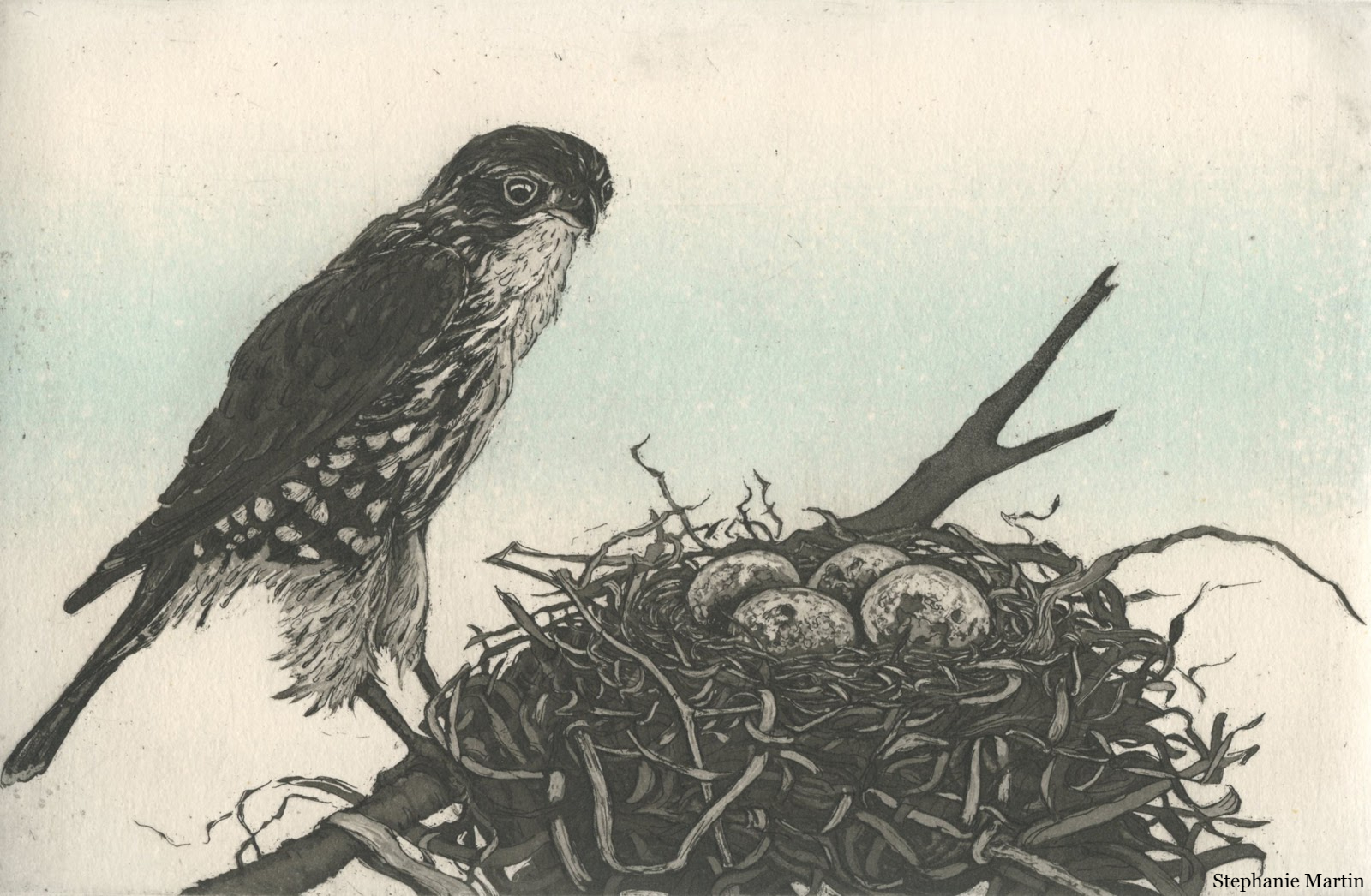 merlin on nest