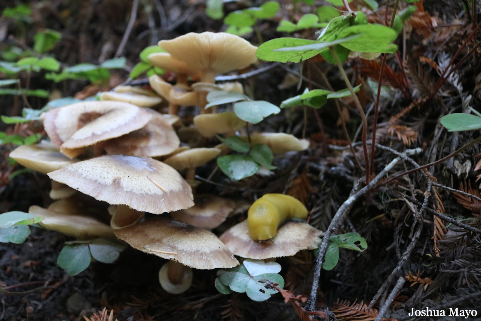 bannana slug on mushrooms