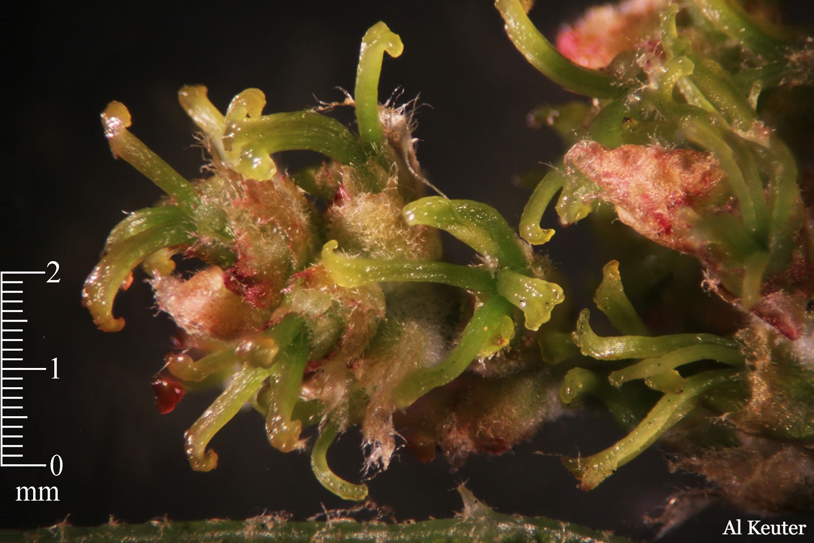 oak flowers