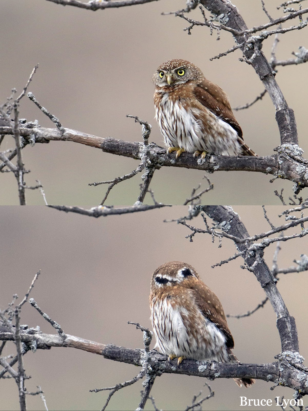 pygmy owls showing the false eyes behind the head