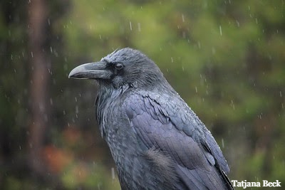 raven in the rain