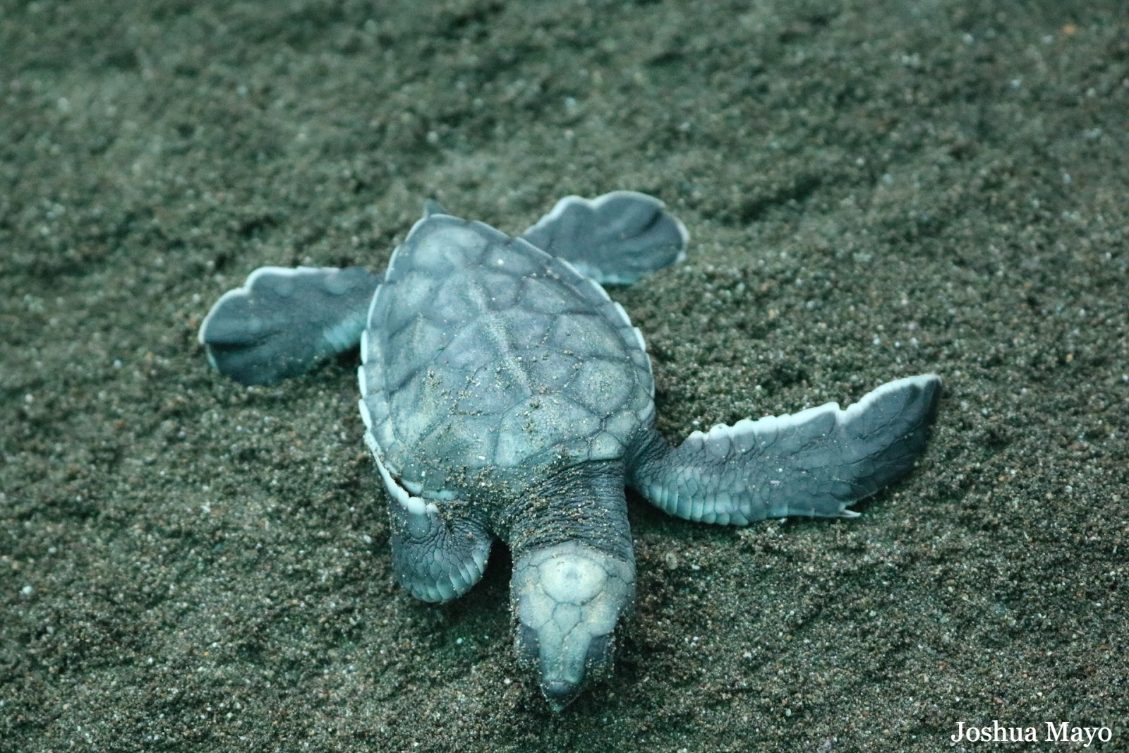 baby sea turtle on beach