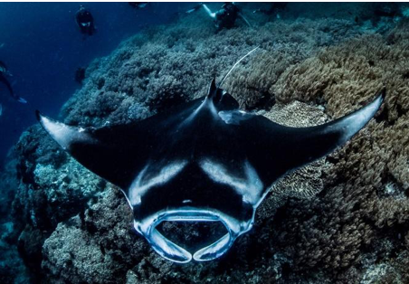 a manta ray swimming among coral