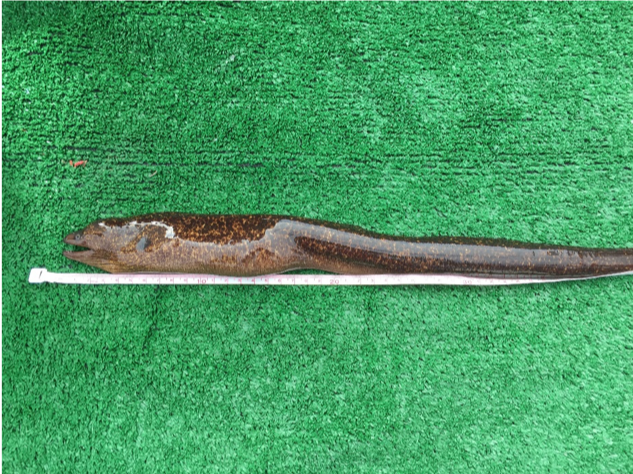 a large eel being measured