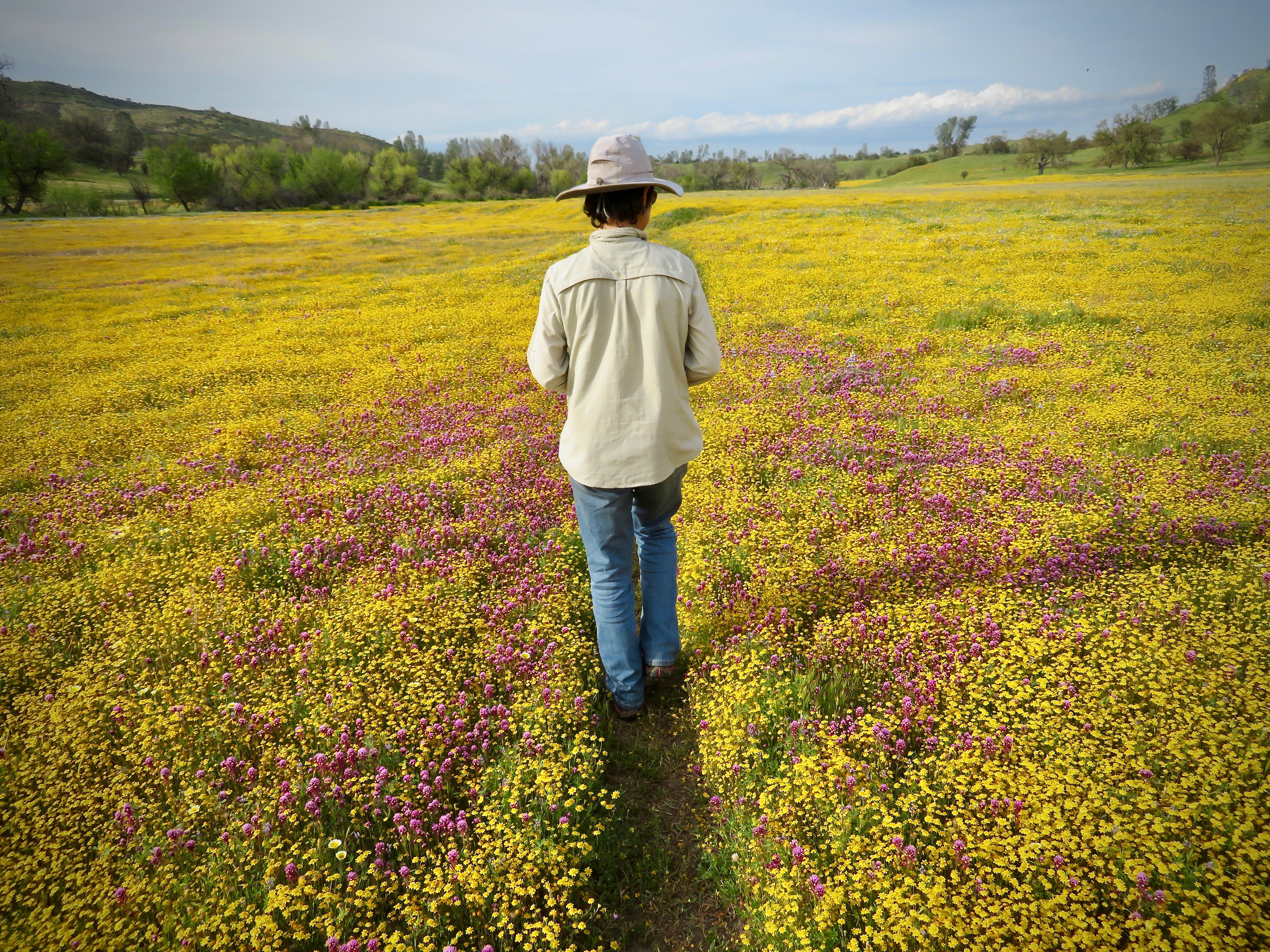 dylan in a field of goldfields and owls clover