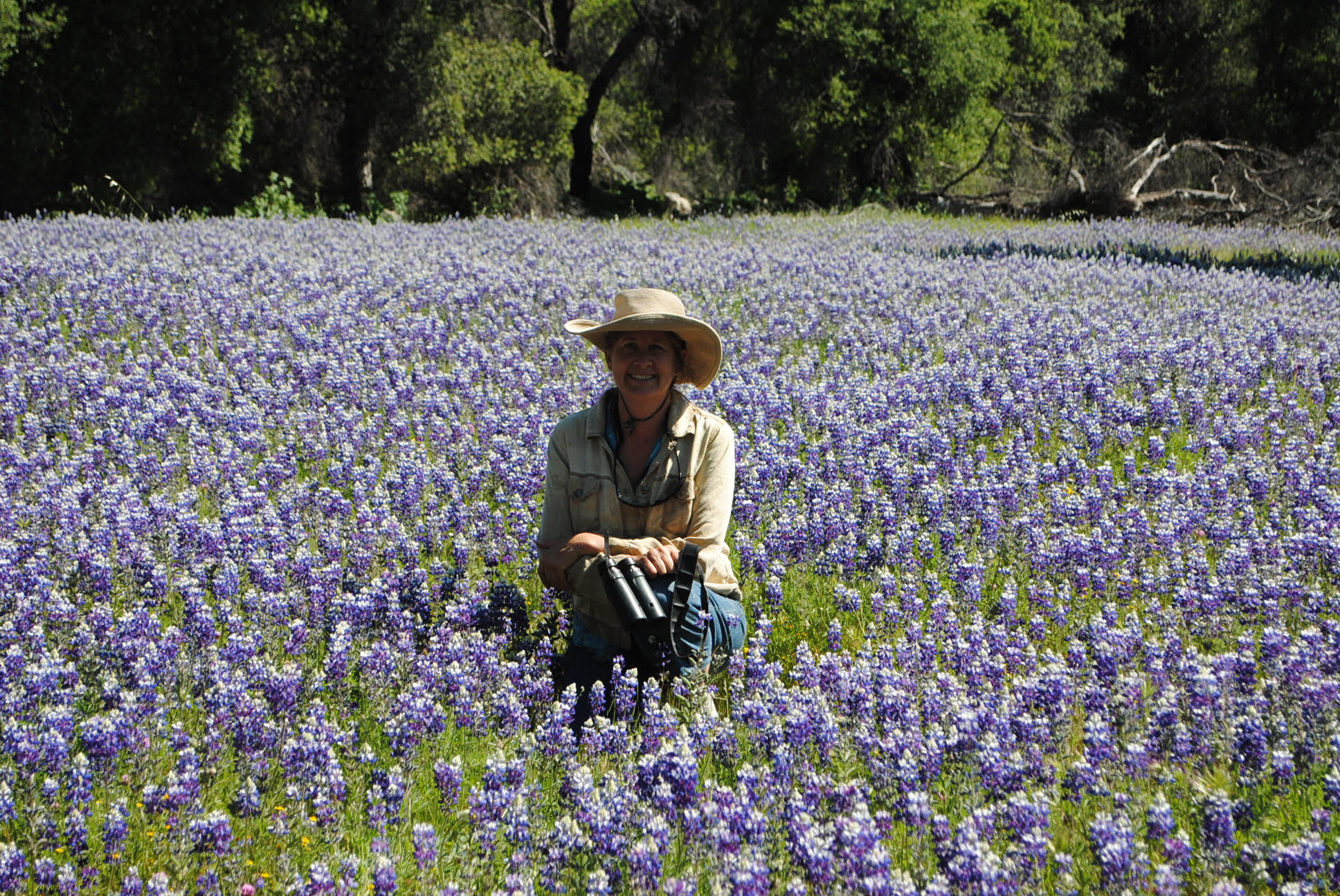 stephanie in a field of lupines
