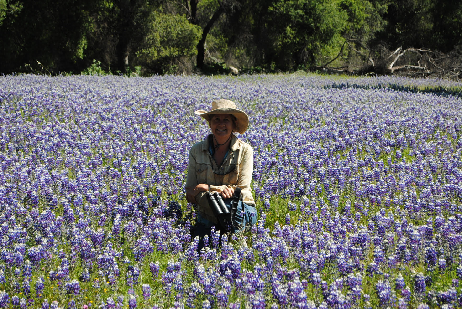 stephanie in some lupins